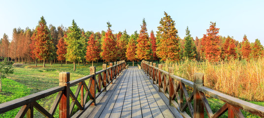 Wood road and beautiful colorful forest landscape in autumn