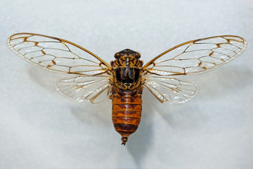 Tanna japonensis is a species of semi-winged cicadas of the family of song cicadas.