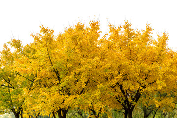 Beautiful yellow ginkgo tree in autumn garden