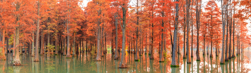 Beautiful colorful forest landscape in autumn season