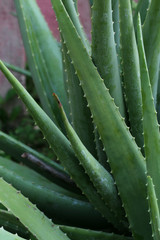 Aloevera planta close up