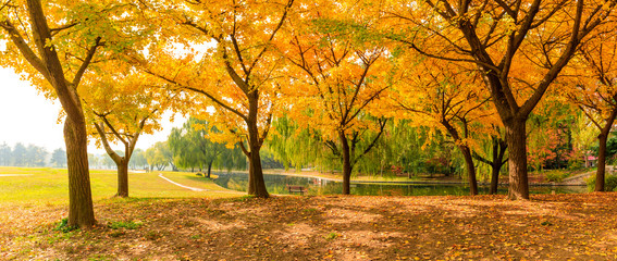 Beautiful yellow ginkgo tree in autumn garden