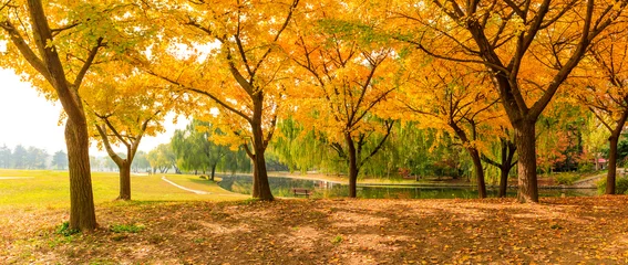 Foto op Plexiglas Mooie gele ginkgoboom in de herfsttuin © ABCDstock