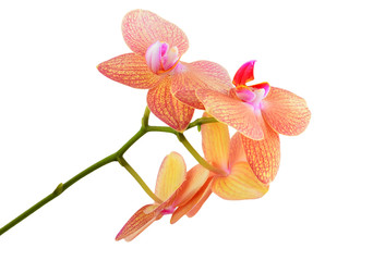 Pink orchid flower © Unkas Photo