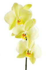 Obraz na płótnie Canvas Yellow orchid flower