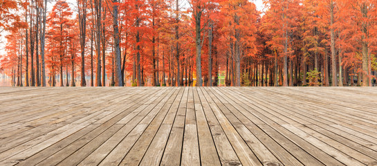 Empty wooden board square and beautiful colorful forest in autumn