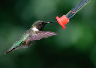 Feeding young male 