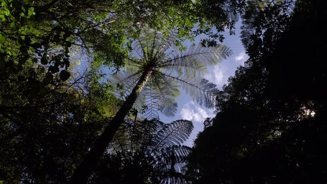 Looking up at a New Zealand forest canopy