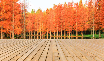 Naklejka na ściany i meble Empty wooden board square and beautiful colorful forest in autumn