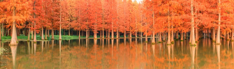 Peel and stick wall murals orange glow Beautiful colorful forest landscape in autumn season