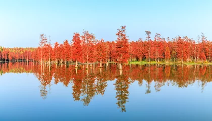 Fotobehang Baksteen Prachtig kleurrijk boslandschap en waterreflectie in de herfst  © ABCDstock