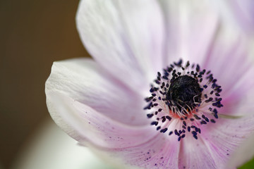 Anemone white flower close up