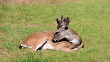 A young deer with it's velvet horns
