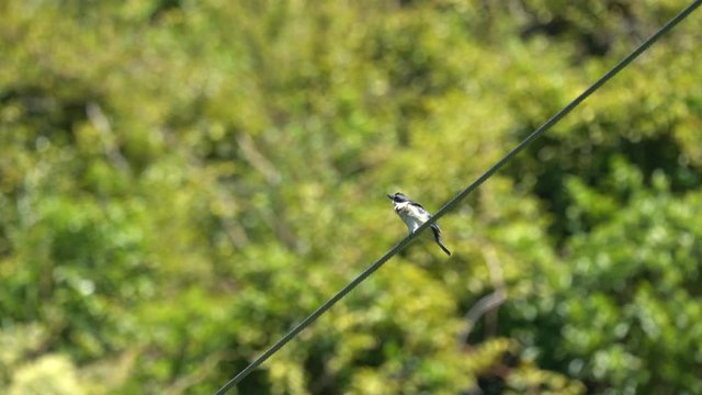 A Sacred Kingfisher on a wire in New Zealand
