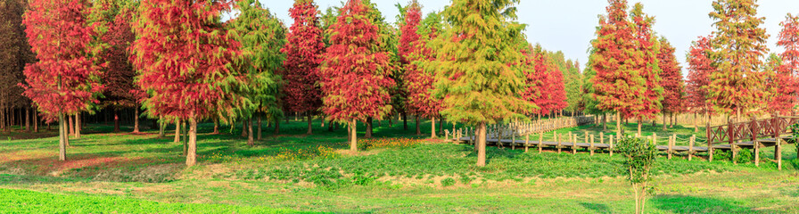 Fototapeta na wymiar Beautiful colorful forest landscape in autumn season