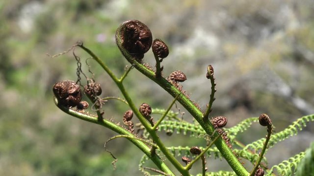 A Koru Fern frond blowing in the wind in New Zealand