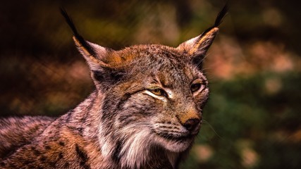 Lynx