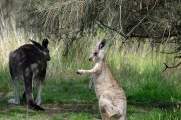 Kangaroos 