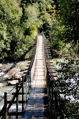 Obraz premium bridge in forest