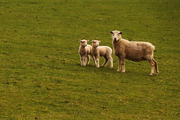 Obraz premium Flock of sheep, farming, lamb, New Zealand agriculture