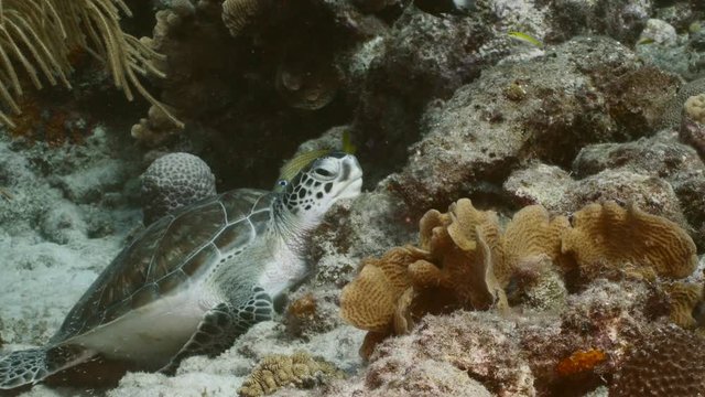Seascape of coral reef in the Caribbean Sea around Curacao with Green sea Turtle, coral and sponge