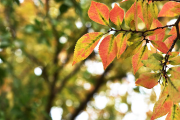 色づく公園の木の葉　紅葉