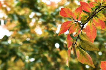 色づく公園の木の葉　紅葉