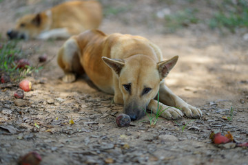 The brown Thai dog is sleeping on the lawn.