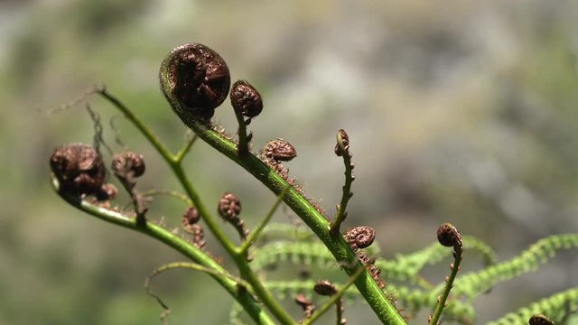 A Koru Fern frond blowing in the wind in New Zealand