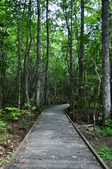 Daytime photo of a decked path leading into the woods with filtered sunshine shining through the trees