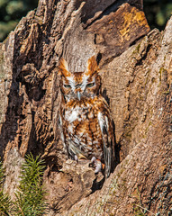Lovely little red phase screech owl perched in a tree.