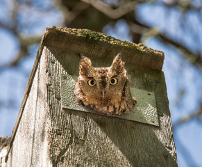 Screech owl peering out from an owl box where it was nesting.