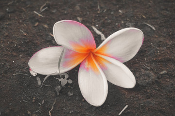 Flower On The Ground