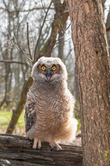 Adorable fuzzy great horned owlet