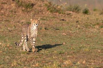 Fototapeta na wymiar Young cheetah walking into the golden early morning sunlight. Image taken in the Maasai Mara, Kenya.