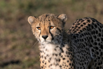 Naklejka na ściany i meble Close up of a young cheetah looking directly at the camera. Image taken in the Maasai Mara, Kenya. 