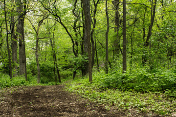 Walking trail in a forest in Southern Wisconsin