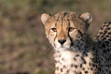 Obraz na płótnie Canvas Close up of a cheetah. Image taken in the Maasai Mara, Kenya.