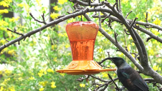 A Tui Bird feeds from a feeder in a garden in New Zealand	