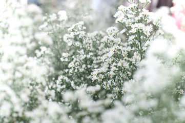 gypsophila flowers