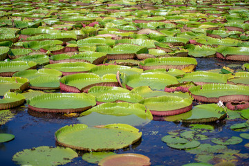 Background of Amazon lily pad (Victoria Regia) lotus leaves 