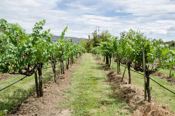 Fototapeta na wymiar Rows of a Colombian vineyard
