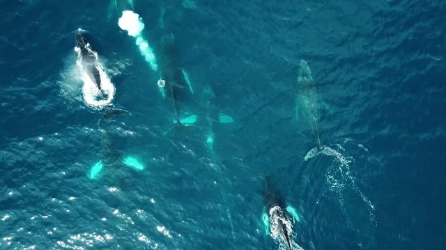 Aerial view of a group of humpback whales in blue ocean. Marine Animals in nature. Wildlife footage shoot from air in the Colombian Pacific Ocean, Choc&oacute;. 