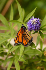 Monarch Butterfly Feeding