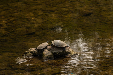 Fototapeta premium Kissing Turtles
