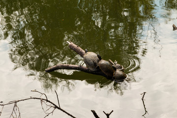 Three Turtles on a Log Lake Austin Texas