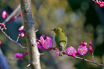 青空バックに満開の梅の花と戯れるメジロ