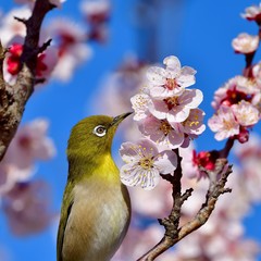 青空バックに満開の梅の花と戯れるメジロ