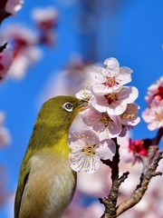 青空バックに満開の梅の花と戯れるメジロ