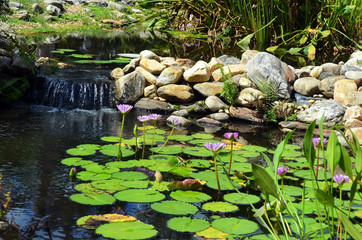 Fototapeta na wymiar Lily pad pond in a Japanese garden